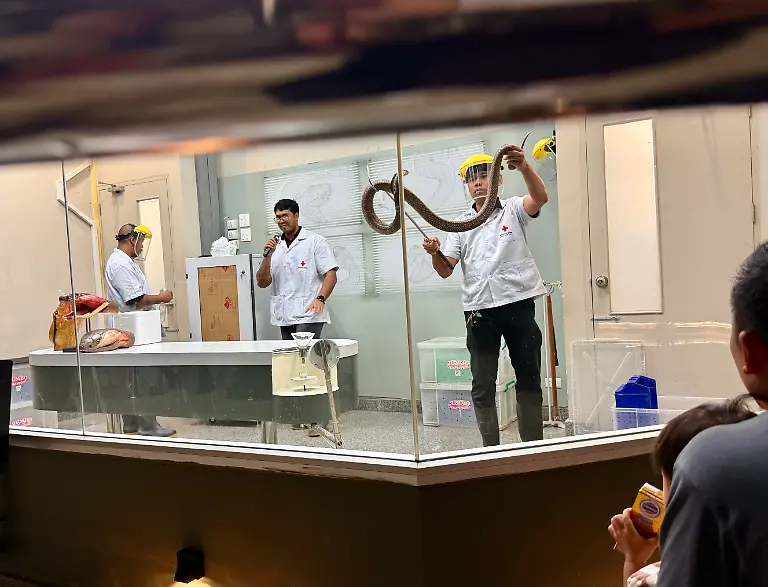 Mitarbeiter-zeigt-den-Besuchern-in-der-Snake-Farm-des-Queen-Saovabha-Memorial-Institute-QSMI-eine-Schlange-bevor-diese-ihr-Gift-in-eine-Kunststoffmembran-entleert-Besucher-aus-aller-Welt-koennen-dabei-zuschauen-wie-die-Schlangen-gemolken-werden-Ziel-ist-die-Herstellung-von-Antiserum-Die-Einrichtung-gilt-als-eine-der-aeltesten-ihrer-Art-weltweit