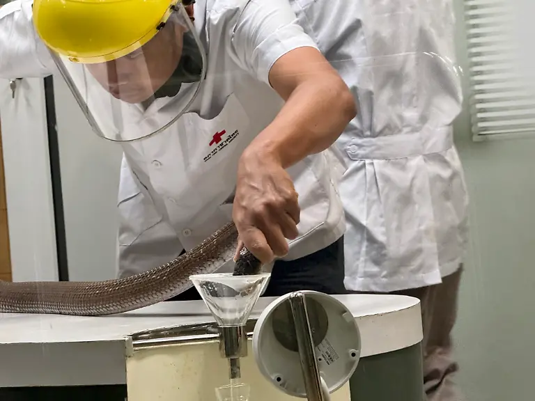 Ein-Mitarbeiter-haelt-eine-Schlange-in-der-Snake-Farm-des-Queen-Saovabha-Memorial-Institute-QSMI-ueber-eine-Kunststoffmembran-so-dass-diese-reflexartig-zubeisst-Besucher-aus-aller-Welt-koennen-dabei-zuschauen-wie-die-Schlangen-gemolken-werden-Ziel-ist-die-Herstellung-von-Antiserum