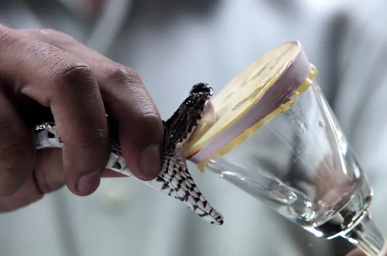 epa01838085-A-cobra-bites-dislocating-its-jaw-as-it-is-milked-of-venom-at-the-snake-farm-at-the-Queen-Saovabha-Memorial-Institute-located-in-the-centre-of-Bangkok-Thailand-27-August-2009-Thailand-has-more-than-180-varieties-of-snakes-56-of-which-are-deadly-The-Queen-Saovabha-Memorial-Institute-was-set-up-in-1923-as-one-of-the-first-institutes-to-develop-an-anti-venom-vaccine-for-snake-bites-At-the-snake-farm-now-popular-with-tourists-snakes-are-milked-daily-as-well-as-snake-handling-demonstrations-to-educate-the-public-about-snakes