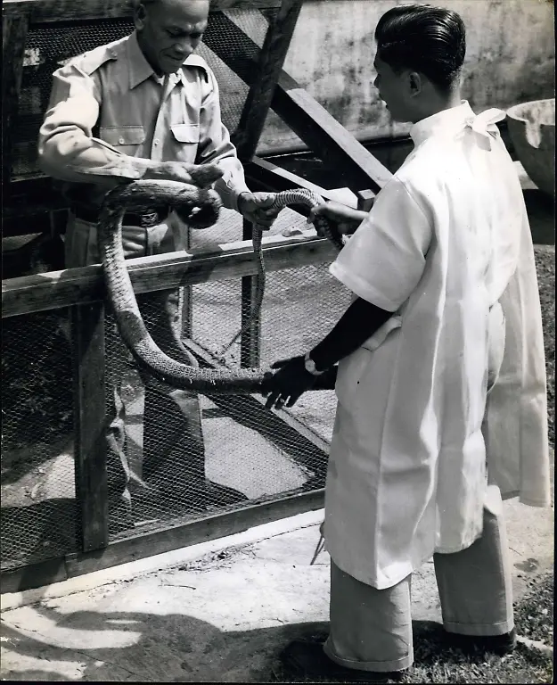 1962-Grappling-with-a-king-cobra-Strong-hands-with-knowledge-of-a-snake-s-anatomy-and-habits-are-required-for-this-job-force-feeding-a-cobra-in-the-snake-farm-of-the-Pasteur-Institute-in-Bangkok
