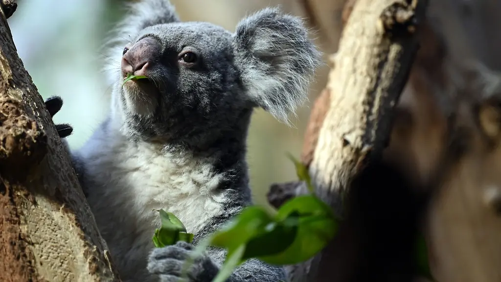 Mandie-sorgte-2020-fuer-den-ersten-Koala-Nachwuchs-im-Leipziger-Zoo