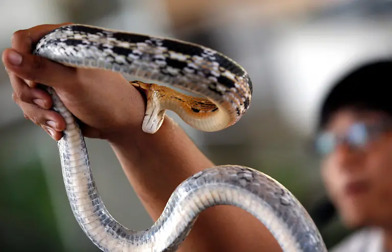 epa04634886-A-nonvenomous-Copper-Head-Rat-Snake-bites-a-Thai-snake-expert-during-a-Snake-Handling-show-at-the-Snake-Farm-in-Bangkok-Thailand-24-February-2015-The-Snake-Farm-in-Thailand-is-the-second-snake-farm-in-the-world-after-Butantan-Snake-Farm-in-Sao-Paolo-Brazil-The-Snake-Farm-was-opened-in-1923-when-it-aimed-to-become-an-official-institute-to-utilize-the-research-and-develop-serum-and-treatment-against-the-venom-of-snakes-and-python-in-the-country-Thailand-is-the-home-of-more-than-200-various-kind-of-snakes-with-60-of-them-being-venomous