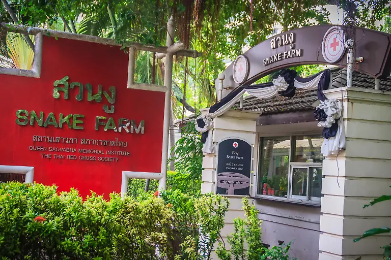 Bangkok-Thailand-June-29-2017-Snake-farm-at-Queen-Saovabha-Memorial-Institute-Queen-Saovabha-Memorial-Institute-is-a-famous-institute-specialising-in-the-husbandry-of-venomous-snakes