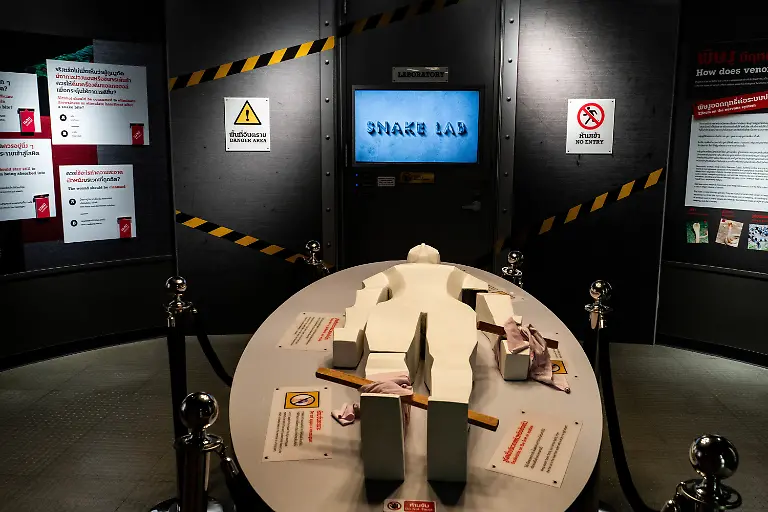 BANGKOK-THAILAND-JULY-11-An-exhibit-showing-how-snake-venom-affects-the-human-body-at-Queen-Saovbha-Memorial-Institute-in-Bangkok-Thailand-on-July-11-2023-Queen-Saovbha-Memorial-Institute-a-research-center-associated-with-the-Thai-Red-Cross-Society-was-established-in-1923-as-the-Bangkok-Snake-Farm-The-research-establishment-has-raised-venomous-snakes-for-venom-extraction-and-production-of-antivenom-medicine-supplied-primarily-to-farmers-hospitals-and-people-living-in-Thailand-and-surrounding-countries-in-the-region-where-venomous-snakes-are-endemic-The-institute-also-serves-as-a-museum-to-inform-the-general-public-about-snakes-in-Thailand