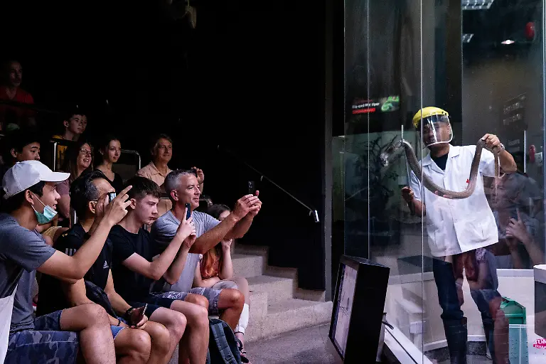 BANGKOK-THAILAND-JULY-11-A-snake-handler-shows-a-cobra-to-an-audience-during-a-venom-extraction-at-Queen-Saovbha-Memorial-Institute-in-Bangkok-Thailand-on-July-11-2023-Queen-Saovbha-Memorial-Institute-a-research-center-associated-with-the-Thai-Red-Cross-Society-was-established-in-1923-as-the-Bangkok-Snake-Farm-The-research-establishment-has-raised-venomous-snakes-for-venom-extraction-and-production-of-antivenom-medicine-supplied-primarily-to-farmers-hospitals-and-people-living-in-Thailand-and-surrounding-countries-in-the-region-where-venomous-snakes-are-endemic-The-institute-also-serves-as-a-museum-to-inform-the-general-public-about-snakes-in-Thailand