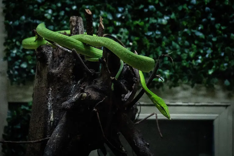 BANGKOK-THAILAND-JULY-11-A-green-pit-viper-snake-sits-in-a-tree-at-Queen-Saovbha-Memorial-Institute-in-Bangkok-Thailand-on-July-11-2023-Queen-Saovbha-Memorial-Institute-a-research-center-associated-with-the-Thai-Red-Cross-Society-was-established-in-1923-as-the-Bangkok-Snake-Farm-The-research-establishment-has-raised-venomous-snakes-for-venom-extraction-and-production-of-antivenom-medicine-supplied-primarily-to-farmers-hospitals-and-people-living-in-Thailand-and-surrounding-countries-in-the-region-where-venomous-snakes-are-endemic-The-institute-also-serves-as-a-museum-to-inform-the-general-public-about-snakes-in-Thailand