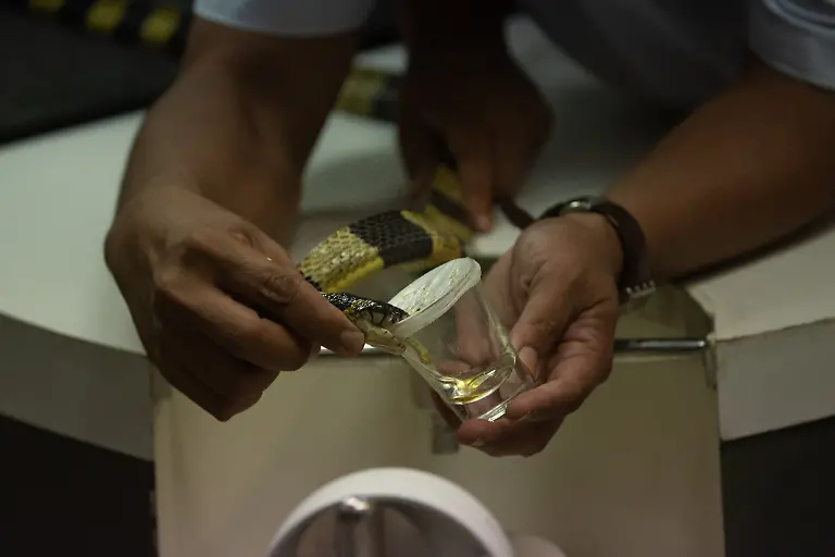 A-skilled-snake-farm-staff-demonstrating-venom-extraction-in-a-snake-for-visitors-at-Queen-Saovabha-Memorial-Institute-in-The-Thai-Red-Cross-Society-for-public-viewing-on-Monday-Friday-except-extra-holidays-11-00-AM
