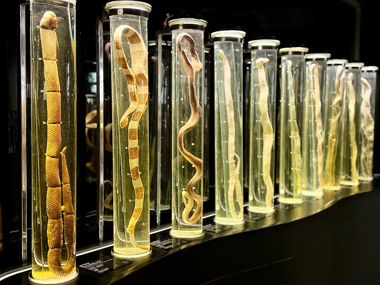 Im-Museum-der-Snake-Farm-des-Queen-Saovabha-Memorial-Institute-QSMI-sind-verschiedene-Schlangenarten-in-riesigen-Reagenzglaesern-konserviert-In-der-Einrichtung-die-fuer-Besucher-aus-aller-Welt-offen-ist-wird-Antiserum-gewonnen-Das-Institut-gilt-als-eines-der-aeltesten-seiner-Art-weltweit