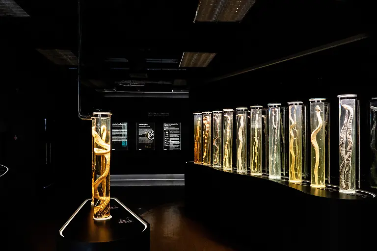 BANGKOK-THAILAND-JULY-11-Specimens-of-venomous-snakes-on-display-at-Queen-Saovbha-Memorial-Institute-in-Bangkok-Thailand-on-July-11-2023-Queen-Saovbha-Memorial-Institute-a-research-center-associated-with-the-Thai-Red-Cross-Society-was-established-in-1923-as-the-Bangkok-Snake-Farm-The-research-establishment-has-raised-venomous-snakes-for-venom-extraction-and-production-of-antivenom-medicine-supplied-primarily-to-farmers-hospitals-and-people-living-in-Thailand-and-surrounding-countries-in-the-region-where-venomous-snakes-are-endemic-The-institute-also-serves-as-a-museum-to-inform-the-general-public-about-snakes-in-Thailand