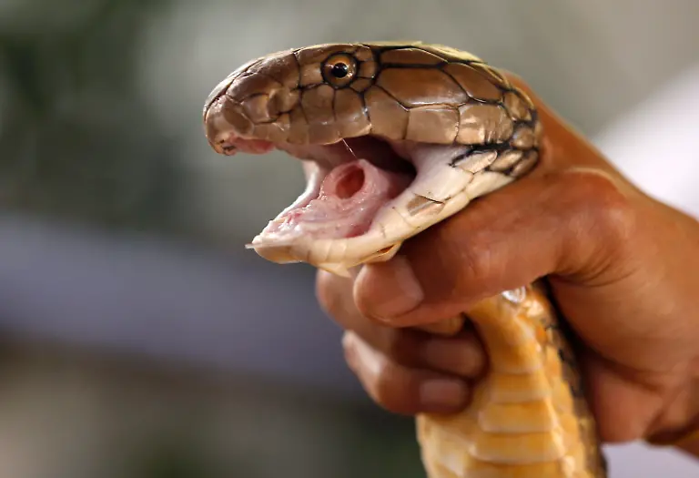 epa04634891-A-Thai-snake-expert-catches-deadly-venomous-King-Cobra-with-bare-hands-during-a-Snake-Handling-show-at-the-Snake-Farm-in-Bangkok-Thailand-24-February-2015-The-Snake-Farm-in-Thailand-is-the-second-snake-farm-in-the-world-after-Butantan-Snake-Farm-in-Sao-Paolo-Brazil-The-Snake-Farm-was-opened-in-1923-when-it-aimed-to-become-an-official-institute-to-utilize-the-research-and-develop-serum-and-treatment-against-the-venom-of-snakes-and-python-in-the-country-Thailand-is-the-home-of-more-than-200-various-kind-of-snakes-with-60-of-them-being-venomous
