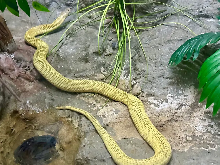 Eine-Sumatra-Speikobra-Naja-sumatrana-ist-in-ihrem-Terrarium-in-der-Snake-Farm-des-Queen-Saovabha-Memorial-Institute-QSMI-zu-sehen-In-der-Einrichtung-die-fuer-Besucher-aus-aller-Welt-offen-ist-wird-Antiserum-gewonnen-Das-Institut-gilt-als-eines-der-aeltesten-seiner-Art-weltweit