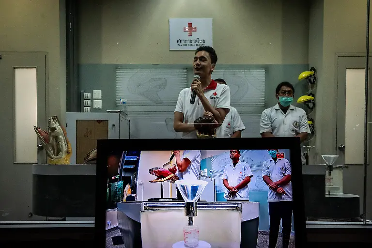 BANGKOK-THAILAND-JULY-11-Staff-talk-to-an-audience-of-visitors-before-extracting-cobra-venom-at-Queen-Saovbha-Memorial-Institute-in-Bangkok-Thailand-on-July-11-2023-Queen-Saovbha-Memorial-Institute-a-research-center-associated-with-the-Thai-Red-Cross-Society-was-established-in-1923-as-the-Bangkok-Snake-Farm-The-research-establishment-has-raised-venomous-snakes-for-venom-extraction-and-production-of-antivenom-medicine-supplied-primarily-to-farmers-hospitals-and-people-living-in-Thailand-and-surrounding-countries-in-the-region-where-venomous-snakes-are-endemic-The-institute-also-serves-as-a-museum-to-inform-the-general-public-about-snakes-in-Thailand