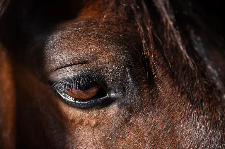 A-close-up-of-a-brown-horse-s-sad-expression-looking-away-with-half-closed-eyelids-The-sunny-day-illuminates-the-horse-s-bright-mane-and-long-eyelashes