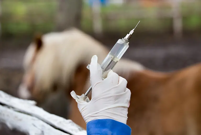 Close-up-of-veterinarian-hand-holding-syringe-in-front-of-pony-horse-on-ranch