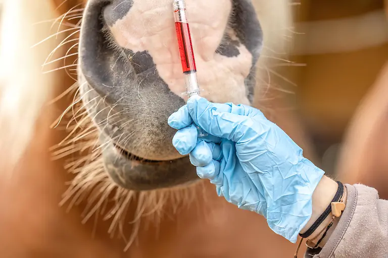 Close-up-of-a-veterinarians-gloved-hand-taking-a-blood-sample-from-a-horses-muzzle-using-a-syringe-The-image-captures-the-care-and-precision-of-veterinary-work-emphasizing-animal-health-medical-attention-and-professional-equine-care