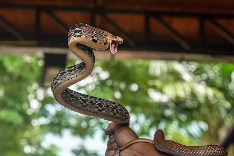 August-12-2022-Bangkok-Thailand-A-Copperhead-Racer-Snake-seen-during-a-snake-show-at-the-Queen-Saovabha-Memorial-Institute-and-Snake-Farm-in-Bangkok-The-Queen-Saovabha-Memorial-Institute-also-known-as-the-Bangkok-Snake-Farm-was-founded-on-1923-to-raised-venomous-snakes-for-venom-extraction-and-production-of-antivenom-for-Thailand-and-surrounding-regions-where-venomous-snakes-are-endemic-The-institute-also-serves-as-a-museum-to-inform-the-general-public-about-snakes-in-Thailand