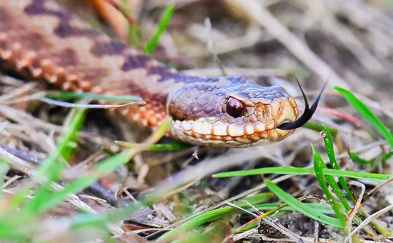 Eine-giftige-Schlange-Kreuzotter-Vipera-berus-schlaengelt-sich-durch-das-Pietzmoor-im-Naturschutzgebiet-Lueneburger-Heide-Die-in-Deutschland-stark-gefaehrdete-Kreuzotter-ist-eine-von-zwei-in-Deutschland-vorkommenden-Giftschlangenarten