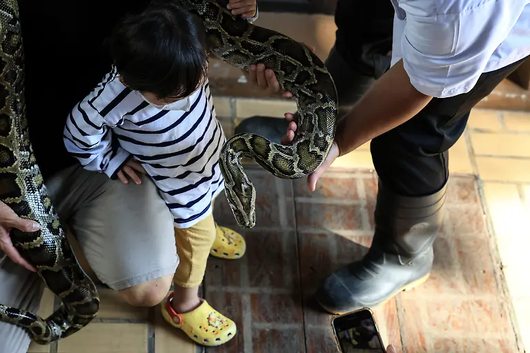 Thailand-Bangkok-2024-01-02-A-visitor-holds-a-snake-during-a-snake-handling-show-at-Queen-Saovabha-Memorial-Institute-Photograph-by-Valeria-Mongelli-Hans-Lucas-Thailande-Bangkok-2024-01-02-Une-visiteuse-tient-un-serpent-lors-d-un-spectacle-de-manipulation-de-serpents-au-Queen-Saovabha-Memorial-Institute-Photographie-de-Valeria-Mongelli-Hans-Lucas