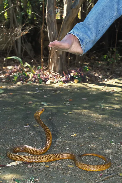 ZAF-2004-Eine-Kapkobra-Naja-nivea-hat-sich-drohend-aufgerichtet-und-ist-so-bereit-einem-barfuessigen-Menschen-in-den-Fuss-zu-beissen-en-Cape-Cobra-Naja-nivea-rearing-up-with-hood-spread-ready-to-strike-the-foot-which-is-about-to-be-placed-on-it-ZAF-2004-Cape-Cobra-Naja-nivea-rearing-up-with-hood-spread-ready-to-strike-the-foot-which-is-about-to-be-placed-on-it