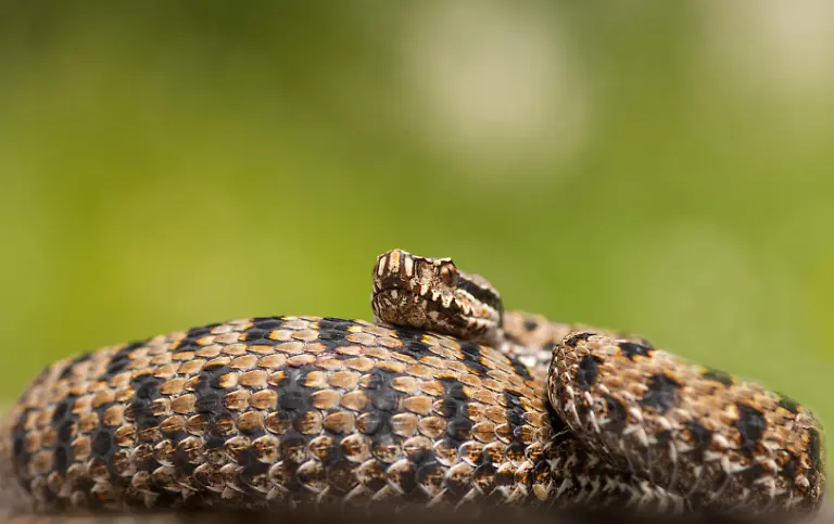 Asp-Viper-Vipera-aspis-aspis-taken-the-25-08-2021-at-Le-Mans-France