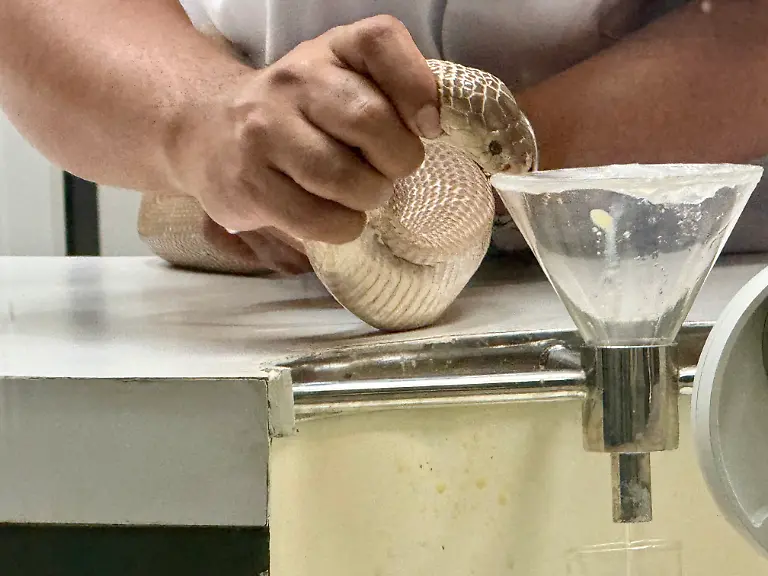 Ein-Mitarbeiter-haelt-eine-Schlange-in-der-Snake-Farm-des-Queen-Saovabha-Memorial-Institute-QSMI-ueber-eine-Kunststoffmembran-so-dass-diese-reflexartig-zubeisst-Besucher-aus-aller-Welt-koennen-dabei-zuschauen-wie-die-Schlangen-gemolken-werden-Ziel-ist-die-Herstellung-von-Antiserum