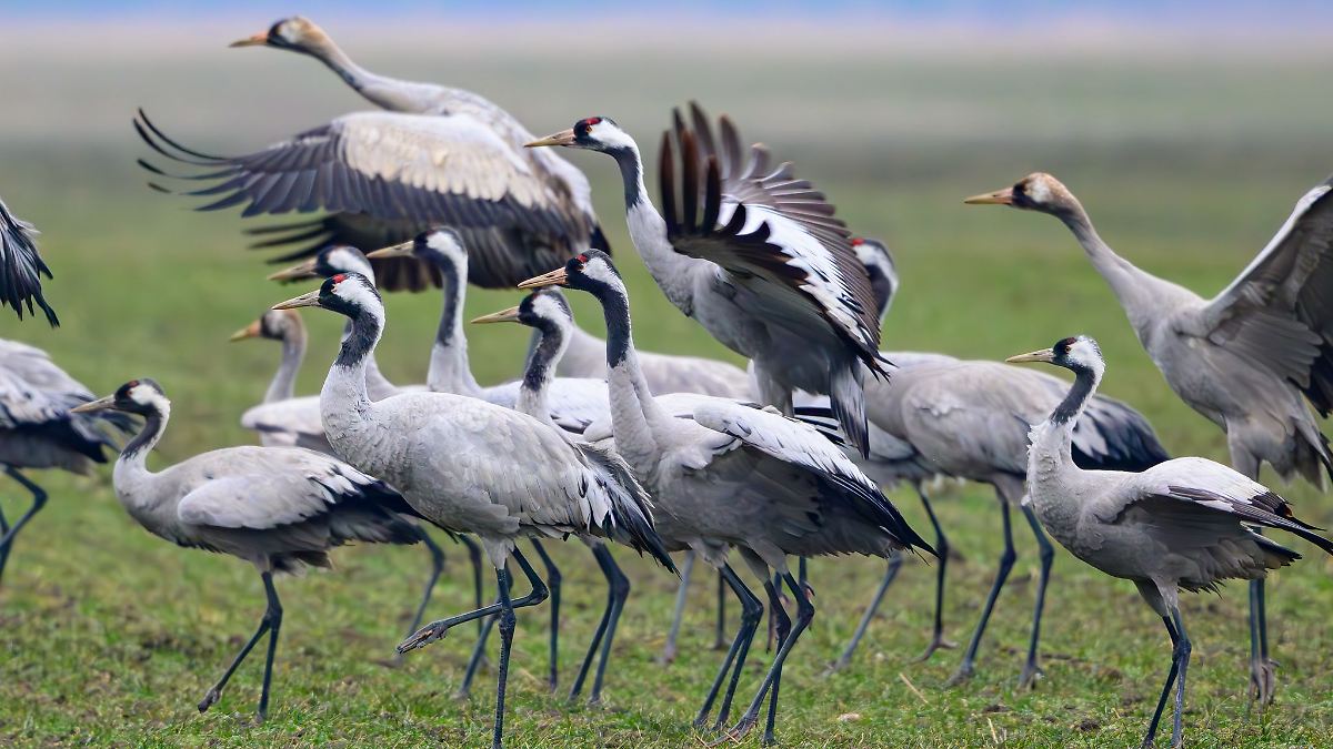 "Kommen und Gehen" - Kraniche im Winterwetter-Durcheinander