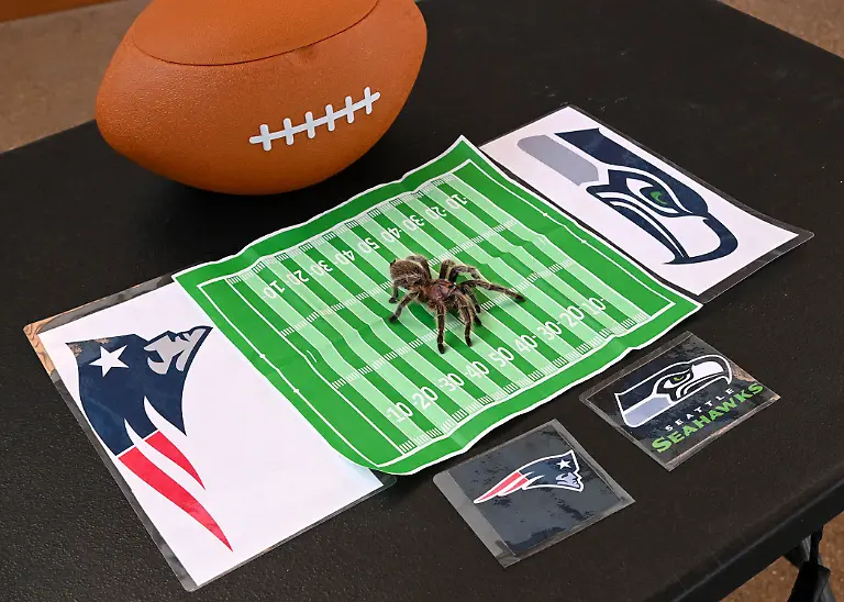 VIDEO-AVAILABLE-CONTACT-INFO-COVERMG-COM-TO-RECEIVE-The-omens-are-good-for-the-Seattle-Seahawks-ahead-of-Sundays-Super-Bowl-as-Charlotte-the-psychic-tarantula-has-tipped-them-to-win-American-football-s-biggest-game-The-mystic-arachnid-from-Brookfield-Zoo-in-Chicago-successfully-predicted-the-Philadelphia-Eagles-win-last-year-This-February-shes-favouring-the-Seahawks-over-the-Patriots-again-picking-a-team-with-an-animal-themed-name-despite-birds-of-prey-being-one-of-her-natural-predators-If-the-bookies-are-right-Charlotte-will-keep-her-perfect-record-of-choosing-Super-Bowl-winners-as-the-Seahawks-led-by-quarterback-Sam-Darnold-and-a-feared-defence-are-odds-on-for-the-title-As-for-the-underdog-New-England-Patriots-history-is-on-their-side-as-they-are-looking-to-win-the-title-for-a-record-seventh-time-They-have-also-previously-beaten-the-Seahawks-in-a-Super-Bowl-winning-after-a-dramatic-climax-in-2015-However-if-Charlottes-right-then-the-Seattle-team-will-finally-avenge-their-heartbreaking-defeat-of-more-than-a-decade-ago-The-tarantula-is-not-the-first-eight-legged-critter-to-gain-a-reputation-as-a-sporting-soothsayer-Back-in-2010-Paul-the-Octopus-stunned-soccer-fans-around-the-world-by-predicting-the-results-of-12-out-of-14-games-correctly-during-the-2010-World-Cup-Featuring-Charlotte-the-tarantula-making-her-prediction-Where-Chicago-Illinois-United-States-When-03-Feb-2026-Credit-Brookfield-Zoo-Chicago-Cover-Images-EDITORIAL-USE-ONLY-MATERIALS-ONLY-TO-BE-USED-IN-CONJUNCTION-WITH-EDITORIAL-STORY-THE-USE-OF-THESE-MATERIALS-FOR-ADVERTISING-MARKETING-OR-ANY-OTHER-COMMERCIAL-PURPOSE-IS-STRICTLY-PROHIBITED-MATERIAL-COPYRIGHT-REMAINS-WITH-STATED-SUPPLIER