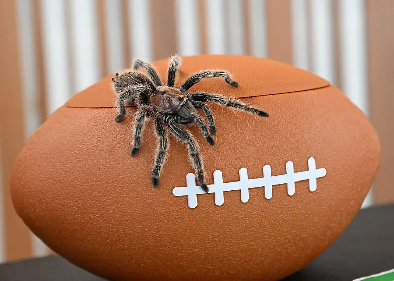 VIDEO-AVAILABLE-CONTACT-INFO-COVERMG-COM-TO-RECEIVE-The-omens-are-good-for-the-Seattle-Seahawks-ahead-of-Sundays-Super-Bowl-as-Charlotte-the-psychic-tarantula-has-tipped-them-to-win-American-football-s-biggest-game-The-mystic-arachnid-from-Brookfield-Zoo-in-Chicago-successfully-predicted-the-Philadelphia-Eagles-win-last-year-This-February-shes-favouring-the-Seahawks-over-the-Patriots-again-picking-a-team-with-an-animal-themed-name-despite-birds-of-prey-being-one-of-her-natural-predators-If-the-bookies-are-right-Charlotte-will-keep-her-perfect-record-of-choosing-Super-Bowl-winners-as-the-Seahawks-led-by-quarterback-Sam-Darnold-and-a-feared-defence-are-odds-on-for-the-title-As-for-the-underdog-New-England-Patriots-history-is-on-their-side-as-they-are-looking-to-win-the-title-for-a-record-seventh-time-They-have-also-previously-beaten-the-Seahawks-in-a-Super-Bowl-winning-after-a-dramatic-climax-in-2015-However-if-Charlottes-right-then-the-Seattle-team-will-finally-avenge-their-heartbreaking-defeat-of-more-than-a-decade-ago-The-tarantula-is-not-the-first-eight-legged-critter-to-gain-a-reputation-as-a-sporting-soothsayer-Back-in-2010-Paul-the-Octopus-stunned-soccer-fans-around-the-world-by-predicting-the-results-of-12-out-of-14-games-correctly-during-the-2010-World-Cup-Featuring-Charlotte-the-tarantula-making-her-prediction-Where-Chicago-Illinois-United-States-When-03-Feb-2026-Credit-Brookfield-Zoo-Chicago-Cover-Images-EDITORIAL-USE-ONLY-MATERIALS-ONLY-TO-BE-USED-IN-CONJUNCTION-WITH-EDITORIAL-STORY-THE-USE-OF-THESE-MATERIALS-FOR-ADVERTISING-MARKETING-OR-ANY-OTHER-COMMERCIAL-PURPOSE-IS-STRICTLY-PROHIBITED-MATERIAL-COPYRIGHT-REMAINS-WITH-STATED-SUPPLIER