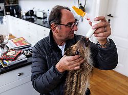 Hessen: Frischlinge im Wohnzimmer – Familie zieht Wildtiere groß