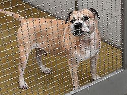 Niedersachsen & Bremen: Warum Hunde Menschen angreifen