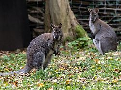 Bayern: Kängurufleisch in Uni-Mensa kommt nicht bei allen gut an