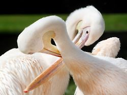 Nordrhein-Westfalen: Von Pinguinen bis Predigt: Ideen für den Valentinstag in NRW