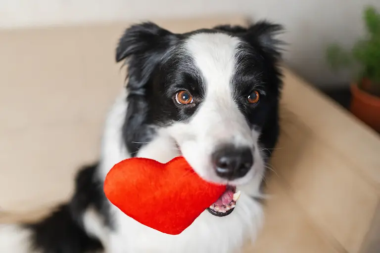 St-Valentines-Day-Konzept-Lustige-niedliche-Welpenhund-Grenzkollie-haelt-rotes-Herz-im-Mund-laechelnd-zu-Hause-Indoor-Hintergrund-Schoene-Hunde-in-Liebe-am-Valentinstag-gibt-Geschenk