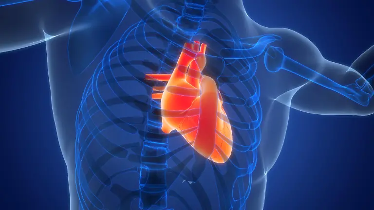 3D-Illustration-Concept-of-Human-Circulatory-System-Heart-Anatomy