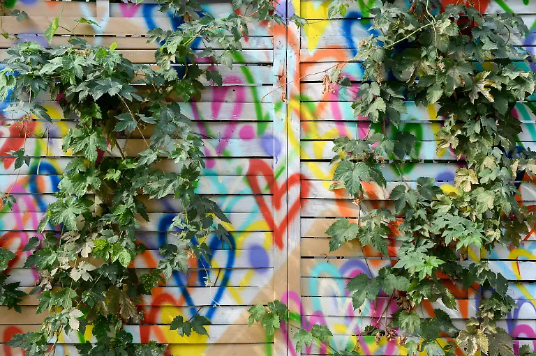 21-09-2018-Berlin-An-einem-Zaun-im-Tiergarten-sind-viele-bunte-Herzen-zu-sehen-Wilder-Wein-berankelt-das-kleine-Kunstwerk