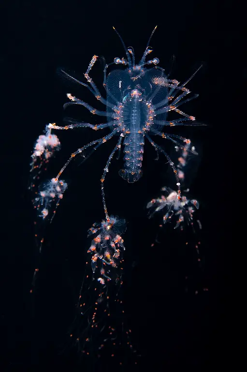 Finalist-Underwater-Fully Loaded-Chris Gug-CUPOTY 7-WEB