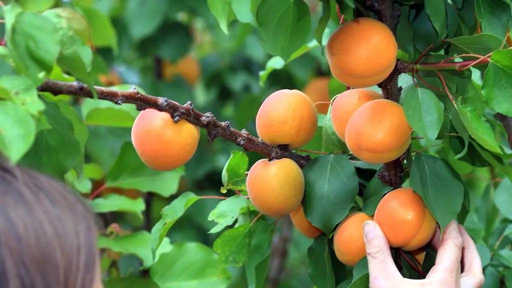 Zu-viel-Blausaeure-in-Aprikosen-kann-zu-einer-echten-Gefahr-fuer-die-Gesundheit-der-Verbraucherinnen-und-Verbraucher-fuehren-so-das-BVL