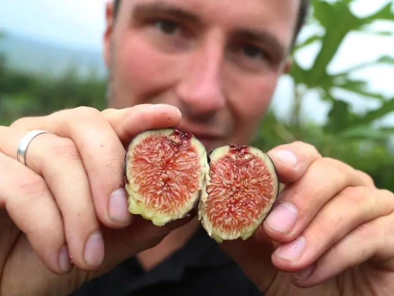 Alexander-Zimmermann-Gartenbauingenieur-haelt-eine-aufgeschnittene-Feige-in-die-Kamera