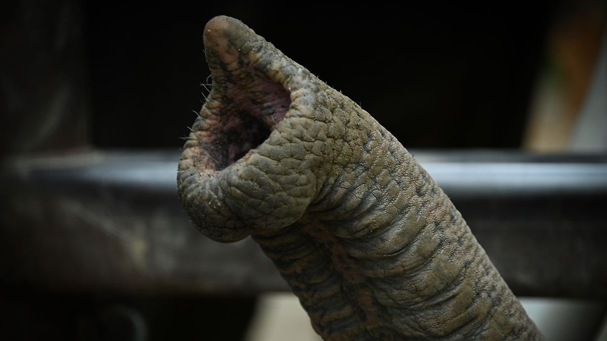 Vorbild für die Robotik: Was Elefantenrüssel so feinfühlig macht