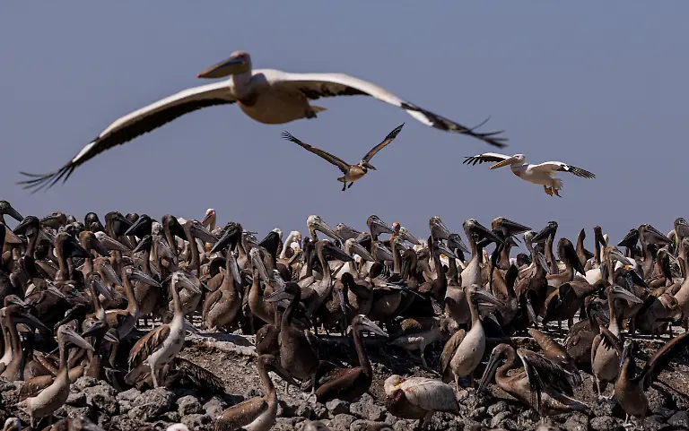 Pelicans-gather-at-their-nesting-colony-in-Djoudj-National-Bird-Sanctuary-a-16-000-hectare-UNESCO-World-Heritage-site-in-the-Senegal-River-delta-and-one-of-the-most-important-pelican-habitats-in-West-Africa-on-the-outskirts-of-Saint-Louis-Senegal-February-8-2026