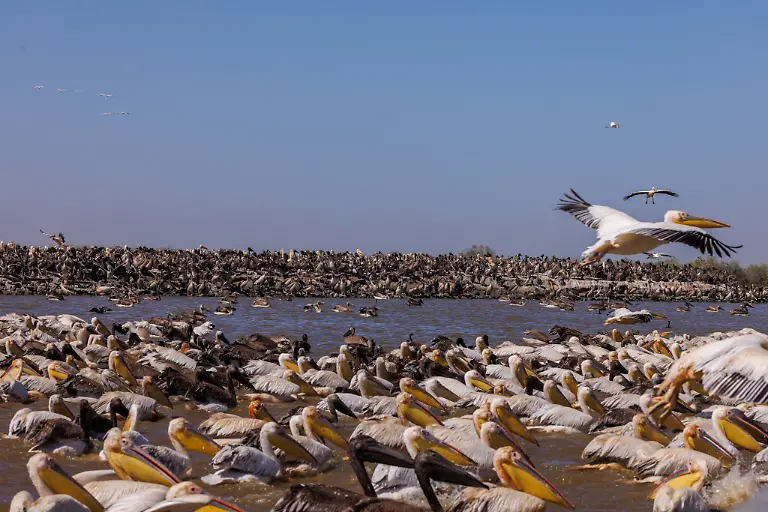Pelicans-gather-at-their-nesting-colony-in-Djoudj-National-Bird-Sanctuary-a-16-000-hectare-UNESCO-World-Heritage-site-in-the-Senegal-River-delta-and-one-of-the-most-important-pelican-habitats-in-West-Africa-on-the-outskirts-of-Saint-Louis-Senegal-February-8-2026