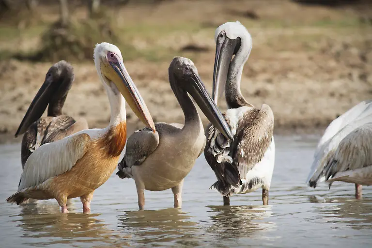 Rosapelikane-Pelecanus-onocrotalus-Gruppe-adulte-und-subadulte-Tiere-Nationalpark-Djoudj-Senegal-Afrika-ibxase04035319