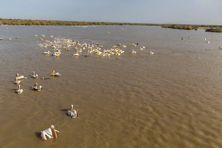 Pelicans-in-Djoudi-national-park-Pelicans-in-Djoudi-national-park-reserve-Senegal-Pelicans-in-Djoudi-national-park-reserve-Senegal-19-10-2022-Copyright-xruivalesousax-Panthermedia32526865