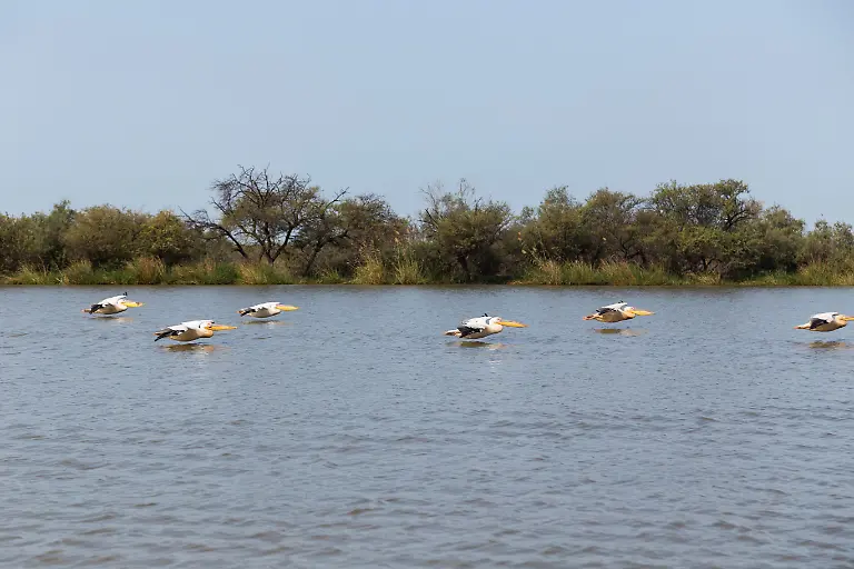 Pelicans-in-Djoudi-national-park-reserve
