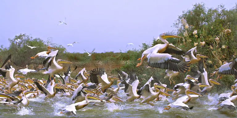 Pelican-Pelicans-Djoudj-National-Park-Senegal