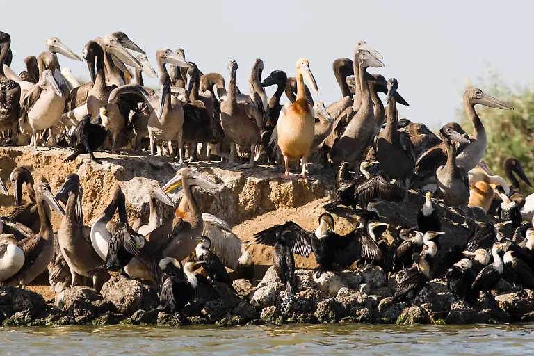 Great-White-Pelican-Pelecanus-onocratulus-juveniles-and-occasional-adult-at-breeding-colony-and-group-of-White-breasted-Cormorant-Phalacrocorax-lucidus-on-river-bank-Senegal-Biffeche-Djoudj-National-Park
