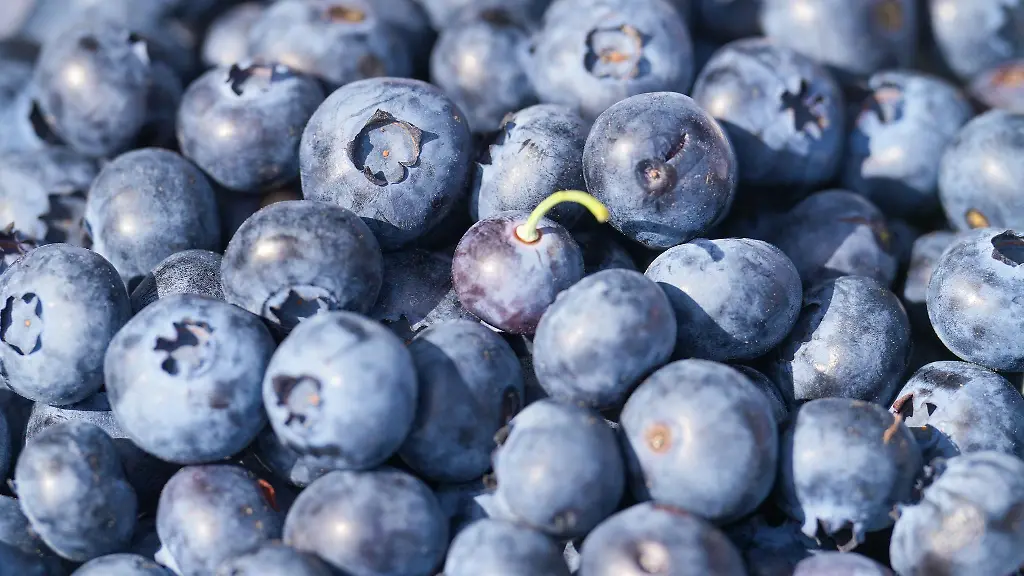 Im-Sommer-werden-wieder-die-ersten-Heidelbeeren-von-den-Straeuchern-gepflueckt-Das-blaue-Obst-kann-meist-bis-September-geerntet-werden