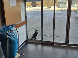 Vogel pickt gegen Eingangstür: Verletzter Kormoran sucht Hilfe in Bremer Klinik