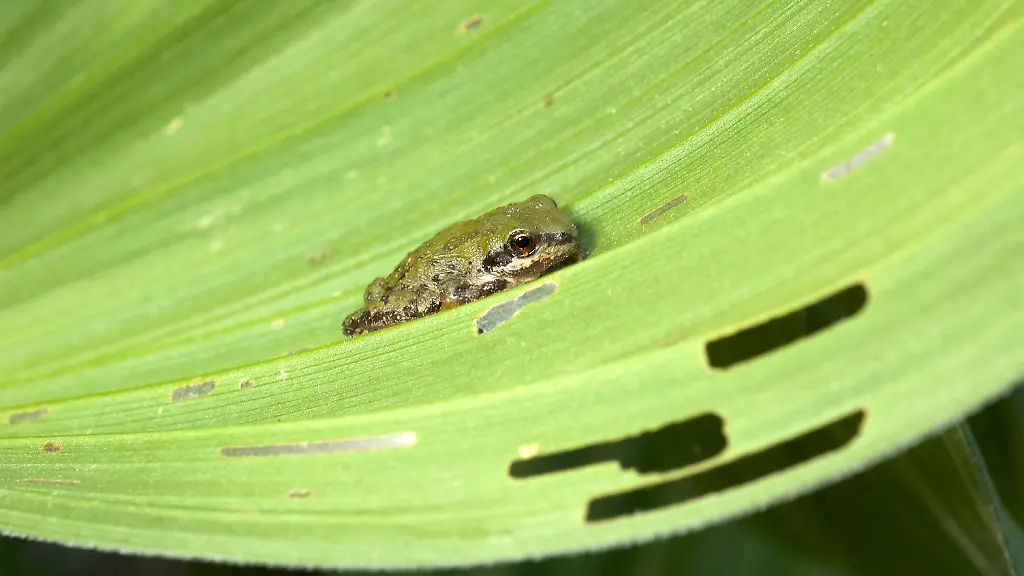 HANDOUT-Male-Sierran-treefrogs-or-chorus-frogs-change-their-breeding-calls-depending-on-the-temperature-a-UC-Davis-study-found-Credit-Brian-Todd-UC-Davis-ACHTUNG-Frei-nur-zur-redaktionellen-Verwendung-im-Zusammenhang-mit-der-Berichterstattung-ueber-die-Studie-bei-Nennung-des-Credits