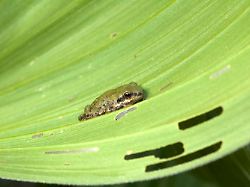 Für Weibchen attraktiver: Höhere Temperaturen lassen Frösche "verzweifelter" quaken